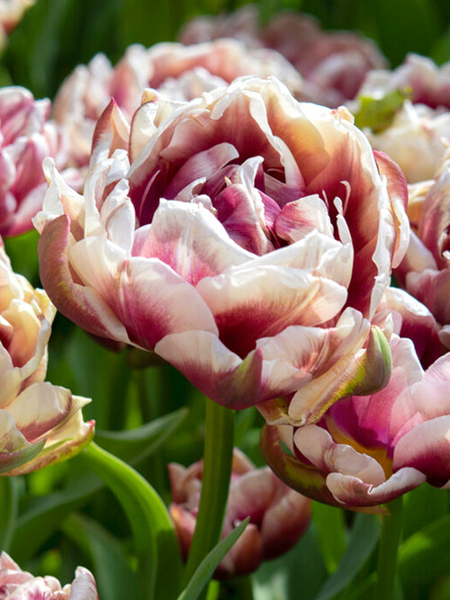 Tulipe Wyndham