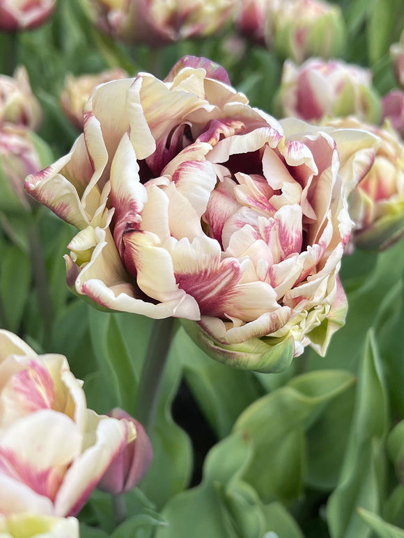 Tulipe Wyndham