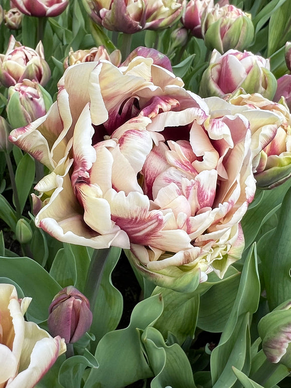 Tulipe Wyndham