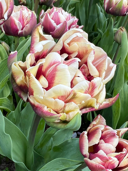 Tulipe Wyndham