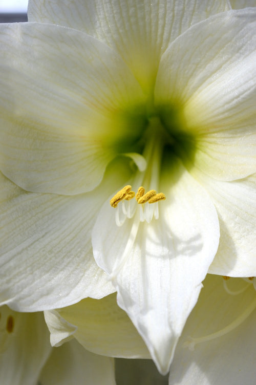 Christmas Amaryllis Bulbs