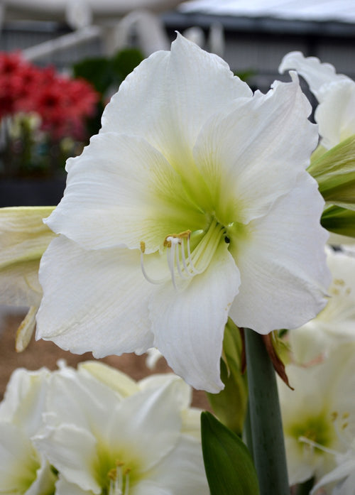 Amaryllis 'Christmas Gift' (Hippeastrum)