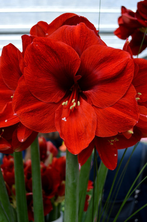 Bulbe d’Amaryllis Ferrari