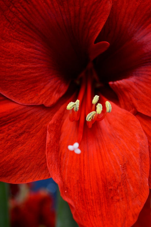 Bulbe d’Amaryllis rouge Ferrari