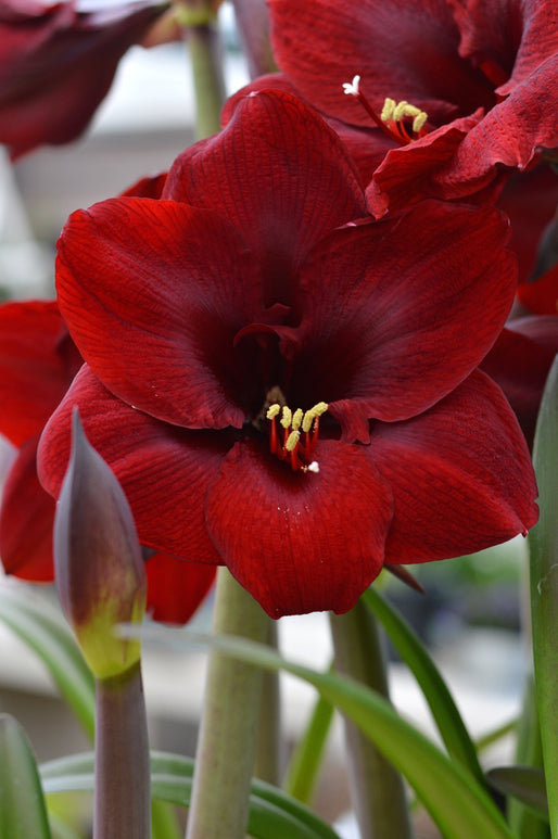 Acheter Amaryllis Royal Velvet bulbes