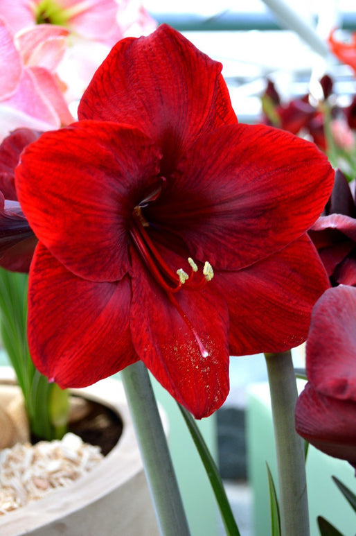 Amaryllis Royal Velvet - Bulbes à fleurs - Rouge