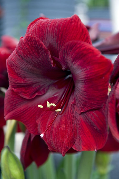 Amaryllis rouge grenat velouté.