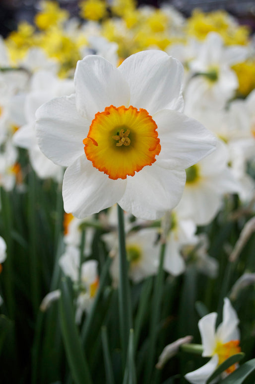 Narcissus Flower Record | Jonquille à grande couronne Flower Record