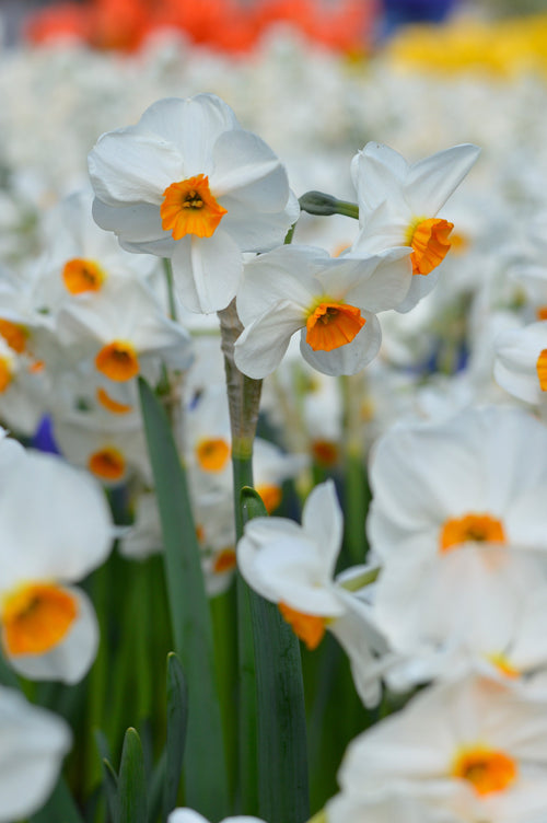 Jonquille de géranium | Jolie jonquille multiflorale parfumée