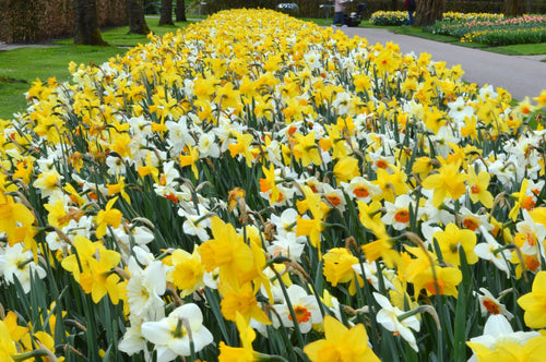 Acheter Bulbes de Narcisses