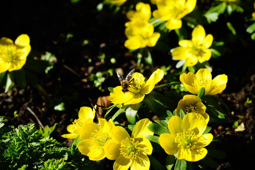 Achetez des bulbes à fleurs d’Eranthis Hyemalis (Aconite d’hiver)