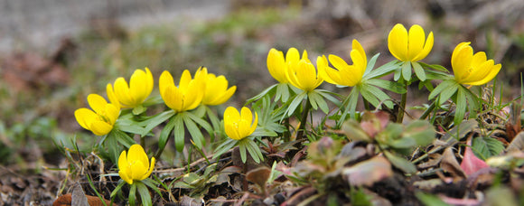 Aconit d'hiver, Helléborine, Eranthis hyemalis