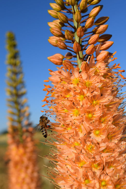 Commandez des bulbes de fleurs romaines Érémurus (Lis des steppes)