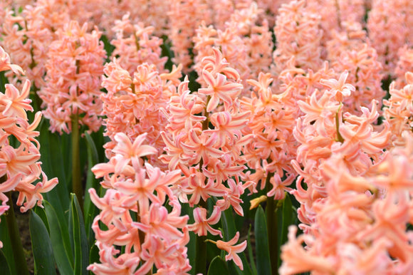 Jacinthe 'Gipsy Queen' - Hyacinthus orientalis