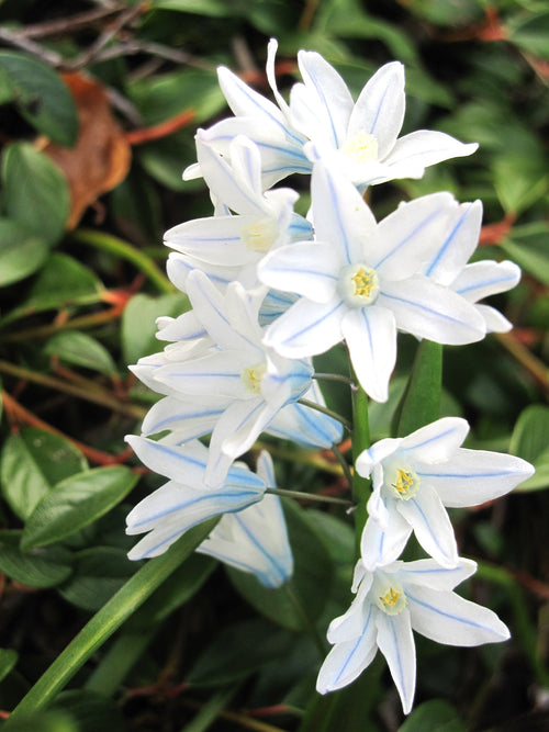 Scilla Tubergeniana