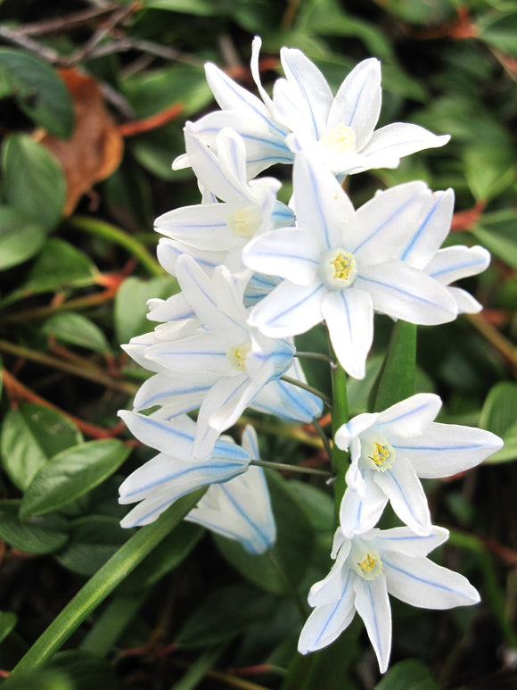 Scilla Tubergeniana