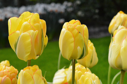 Tulipe Akebono - Bulbes à fleurs de DutchGrown™