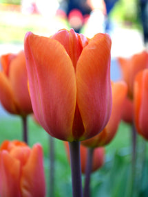 Tulipe King’s Orange