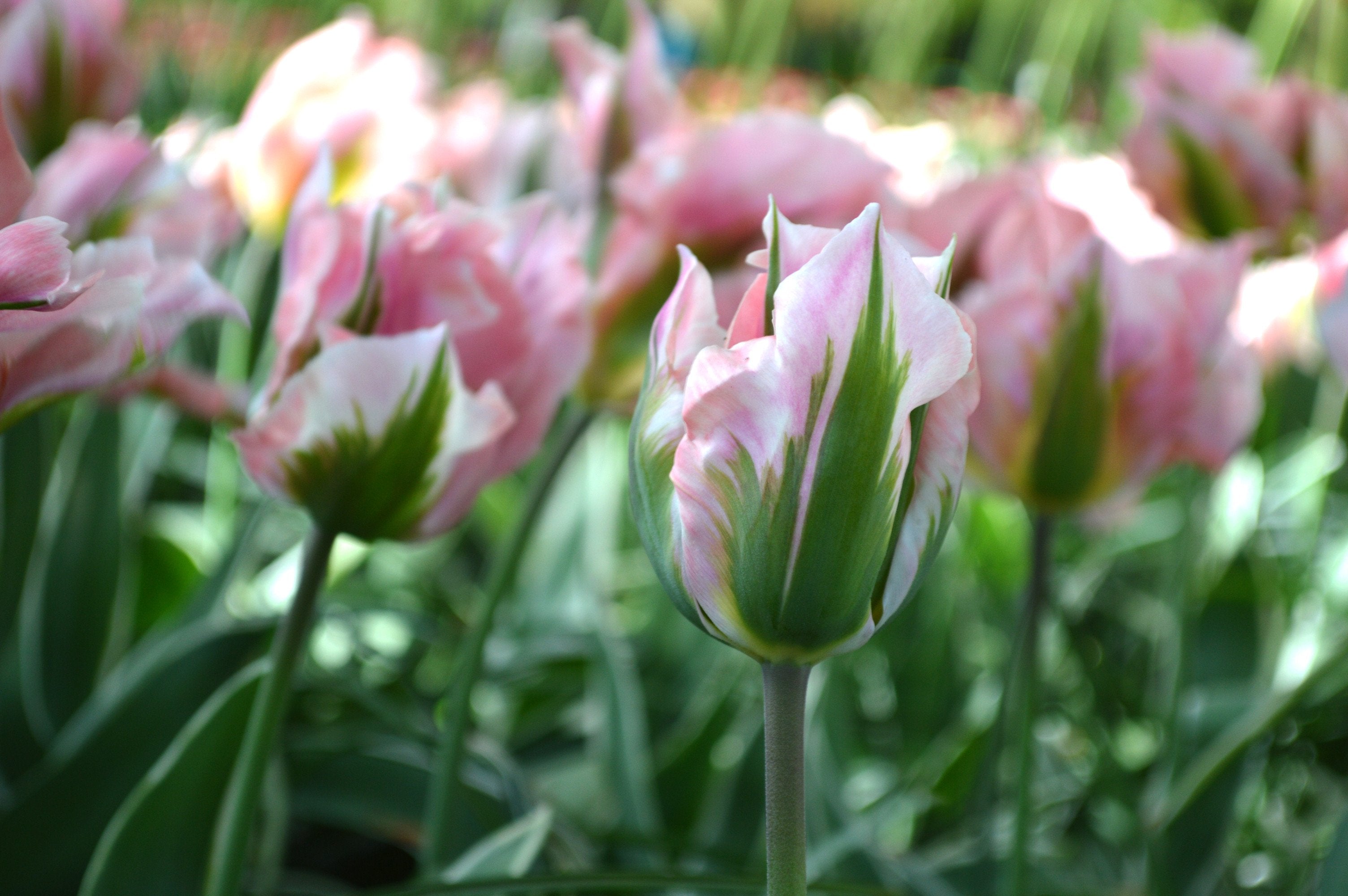 Bulbes de tulipes de Hollande - Tulipe Danceline