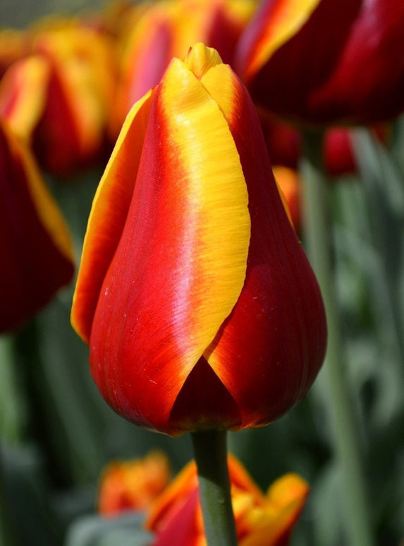 Tulipe Dow Jones - Bulbes à Fleurs | DutchGrown™