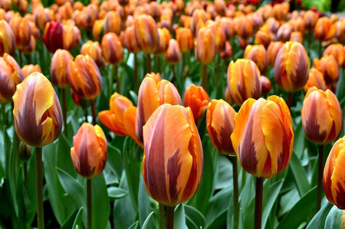 Tulipe Princess Irene Orange de Hollande