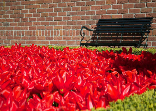 Tulipe Red Emperor - Bulbes à Fleurs | DutchGrown™