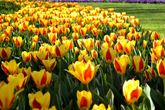 Tulipe Stresa - Bulbes de tulipes de Hollande