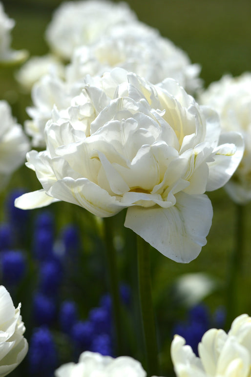 Tulipe Mondial - Bulbes de tulipes de Hollande