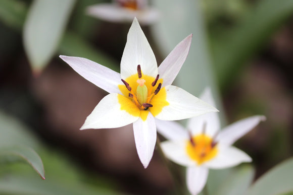 Tulipe Turkestanica - Livraison en France